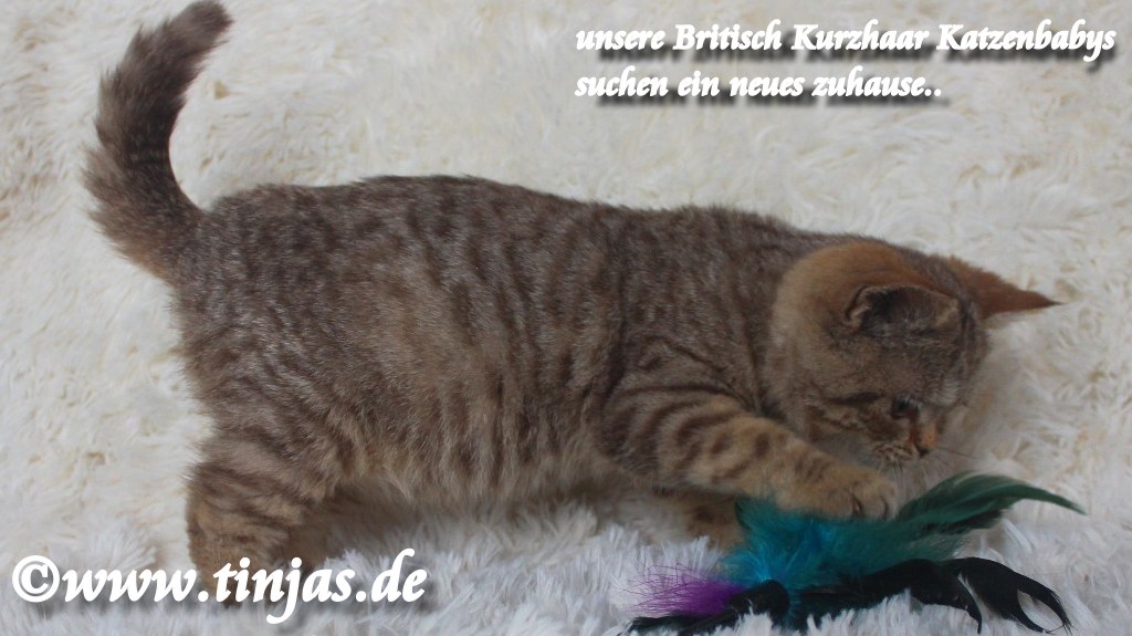 Britisch Kurzhaar Katzenbabys